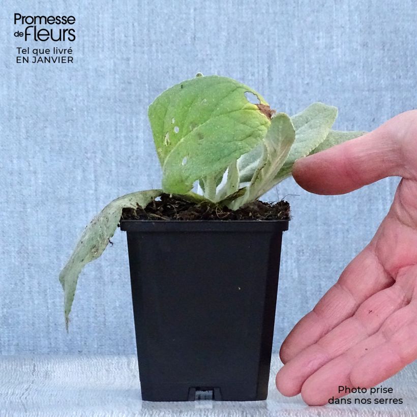 Amostra de Verbascum Polarsommer - Molène argentée Vaso de 8/9 cm tal como entregue no inverno