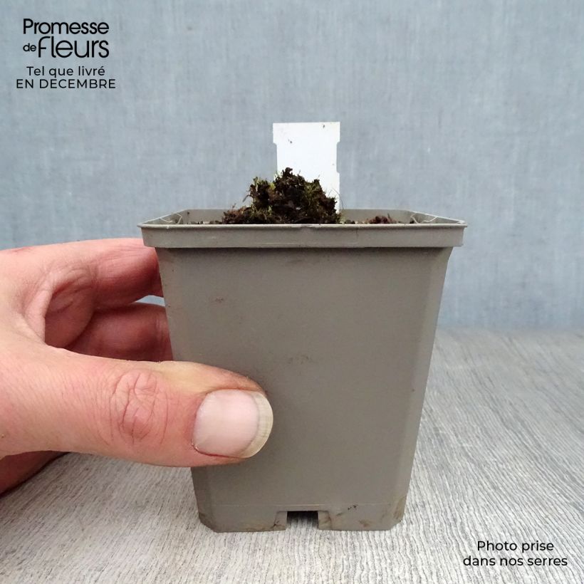 Amostra de Verbascum Rosie - Molène hybride. Godet de 8/9 cm tal como entregue no inverno