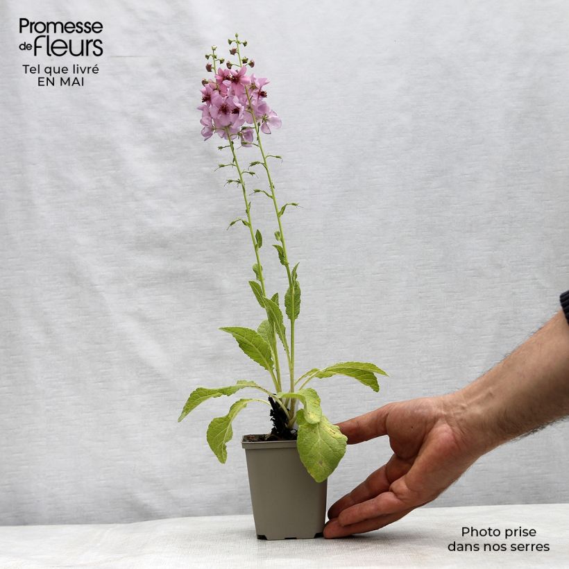 Amostra de Verbasco Rosie Vaso de 8/9 cm tal como entregue na primavera