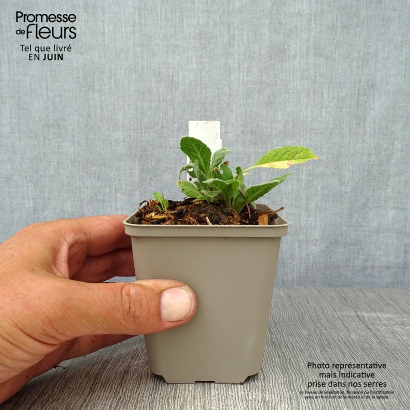 Amostra de Verbasco Rosie Vaso de 8/9 cm tal como entregue no verão