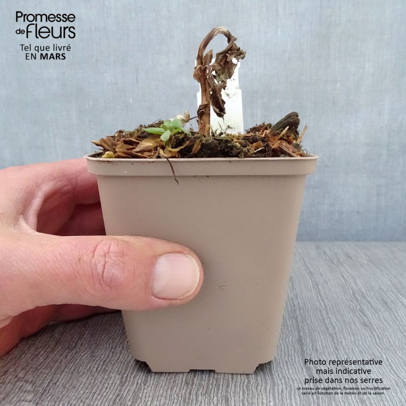 Amostra de Verbasco Royalty Vaso de 8/9 cm tal como entregue na primavera