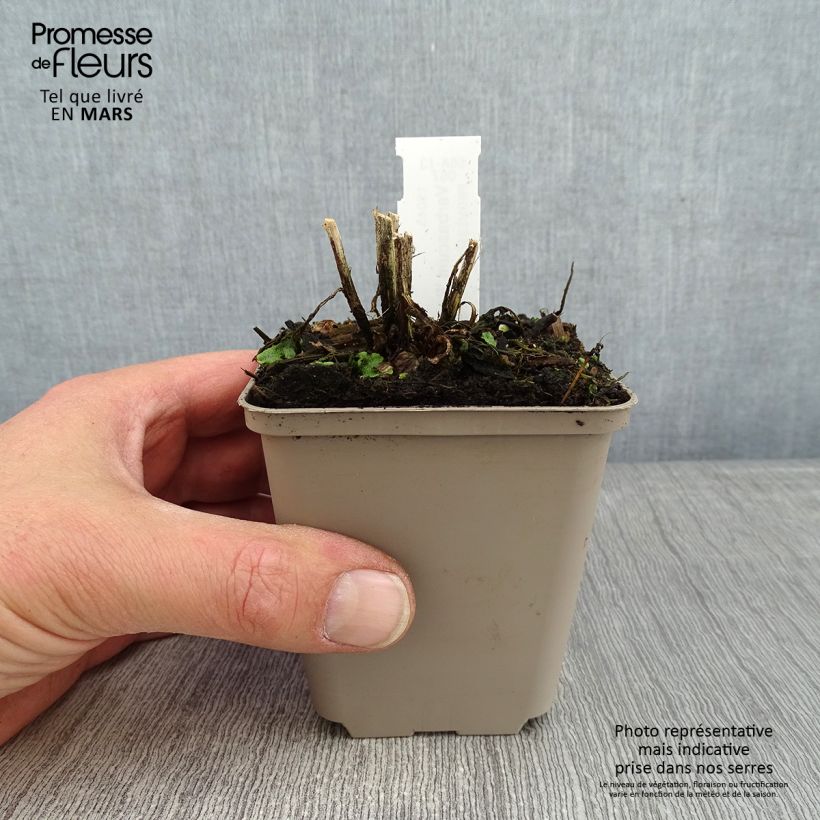 Amostra de Verbascum Royalty - Molène Godet de 8/9 cm tal como entregue no inverno