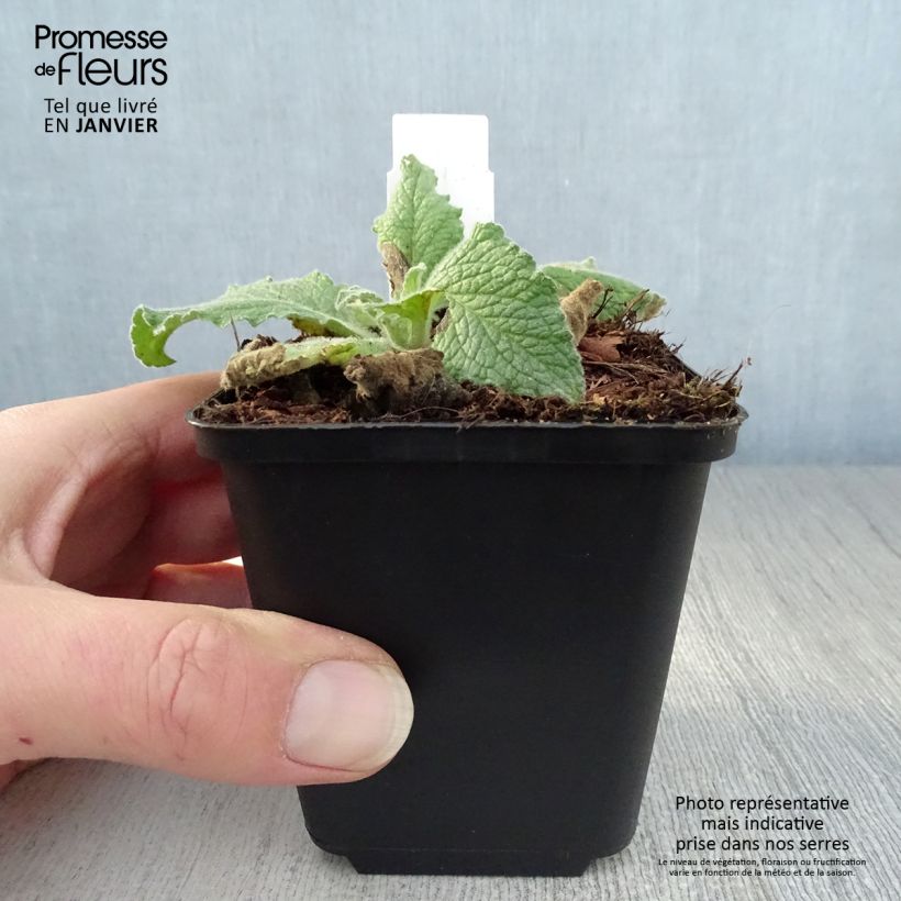Amostra de Verbascum Sugar Plum - Molène hybride Godet de 8/9 cm tal como entregue no inverno