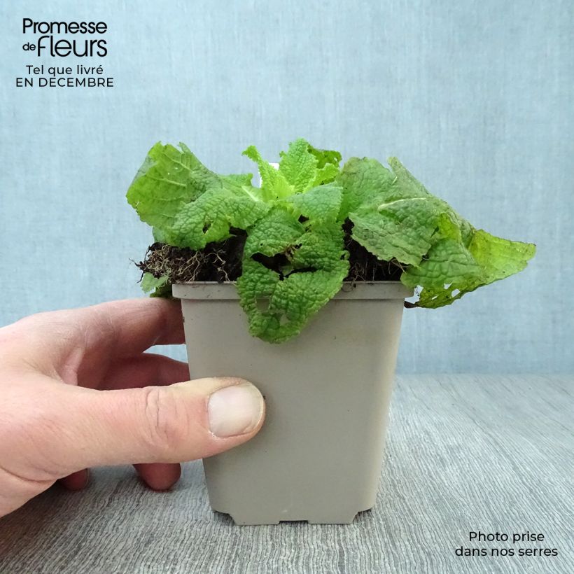 Amostra de Verbascum White Domino - Molène hybride Vaso de 8/9 cm tal como entregue no inverno