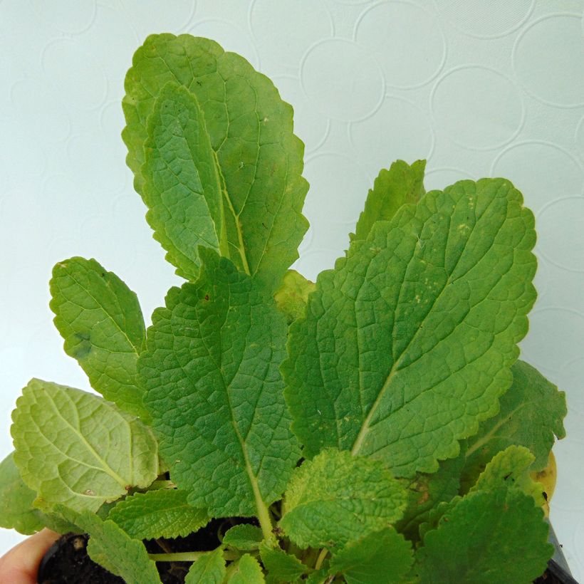 Verbasco chaixii White Domino (Folhagem)