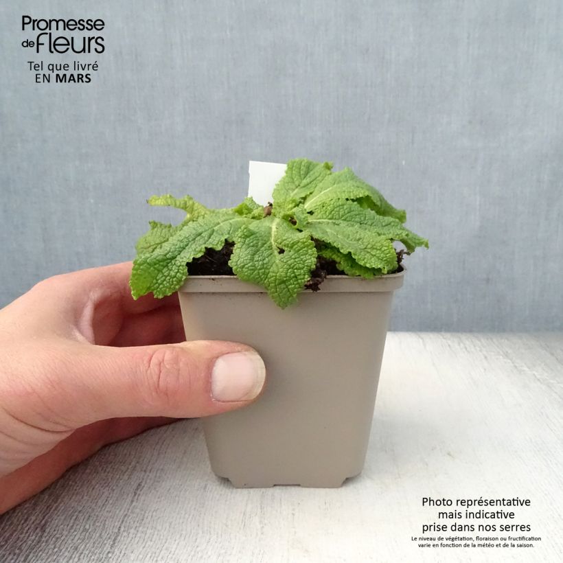 Amostra de Verbasco chaixii White Domino Vaso de 8/9 cm tal como entregue na primavera