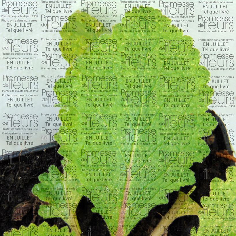 Verbasco Pink Domino (Folhagem)