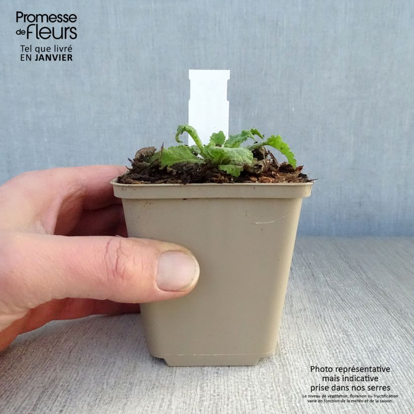 Amostra de Verbascum hybride Pink Domino - Molène hybride Vaso de 8/9 cm tal como entregue no inverno