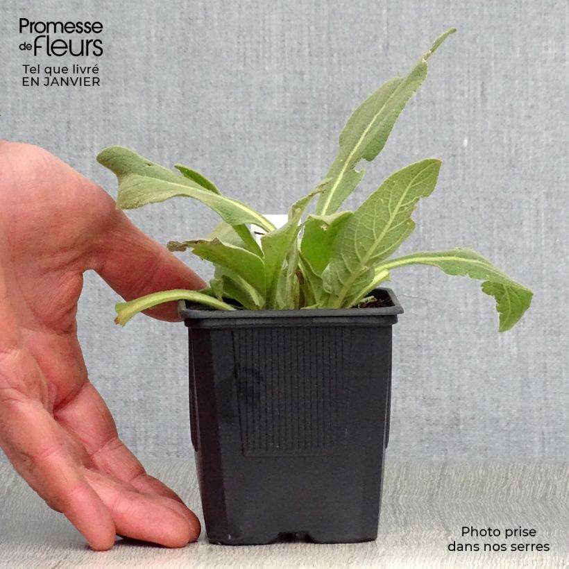 Amostra de Verbascum olympicum - Molène-de-Olimpo Vaso de 8/9 cm tal como entregue no inverno