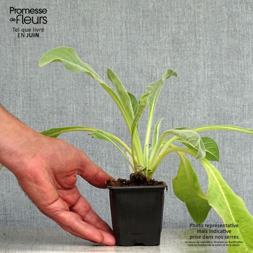 Amostra de Verbascum olympicum - Molène-de-Olimpo Vaso de 8/9 cm tal como entregue no verão