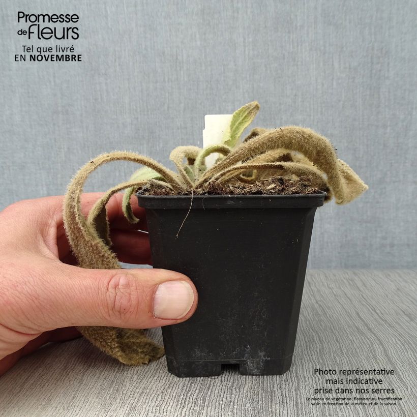 Amostra de Verbasco phlomoides Spica Vaso de 8/9 cm tal como entregue no outono