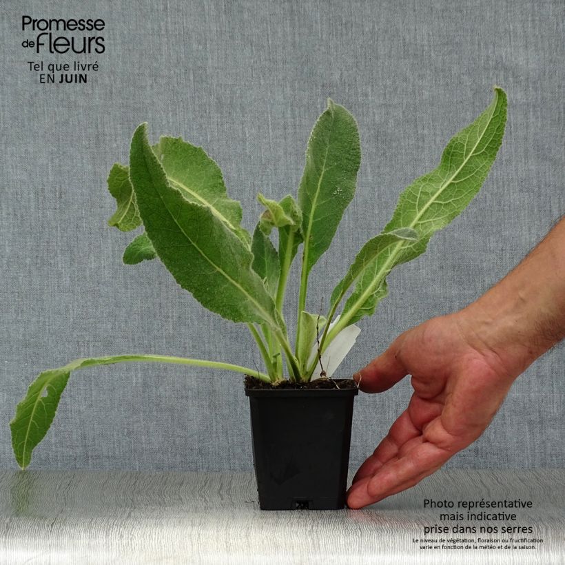 Amostra de Verbasco phlomoides Spica Vaso de 8/9 cm tal como entregue no verão