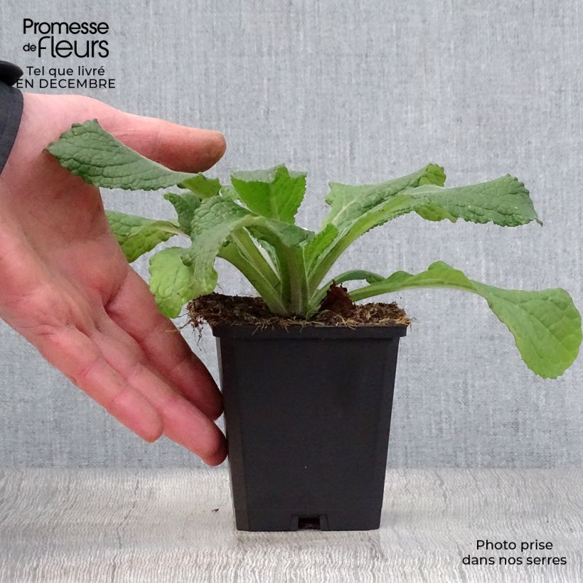 Amostra de Verbasco phlomoides Spica Vaso de 8/9 cm tal como entregue no inverno