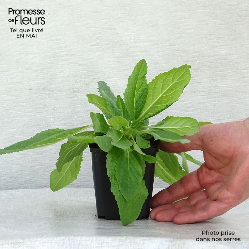 Amostra de Verbasco phoeniceum Flush of White Vaso de 8/9 cm tal como entregue na primavera