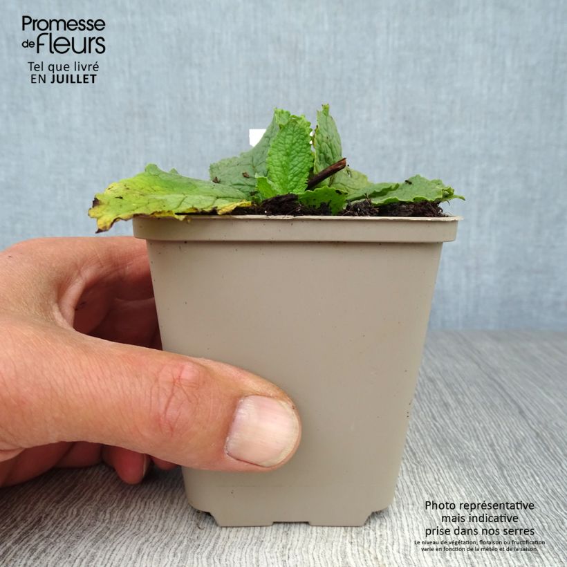 Amostra de Verbasco phoeniceum Flush of White Vaso de 8/9 cm tal como entregue no verão