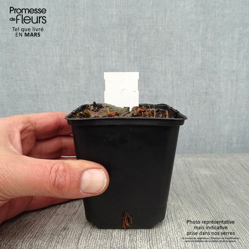 Amostra de Verbasco phoeniceum Violetta Vaso de 8/9 cm tal como entregue no inverno