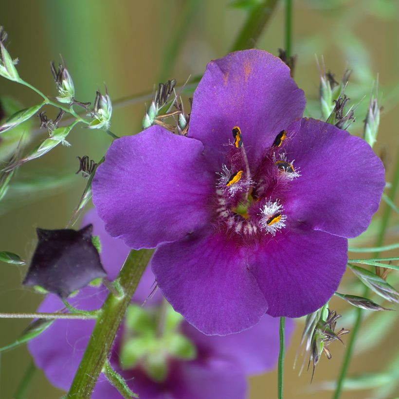 Verbasco phoeniceum Violetta (Floração)
