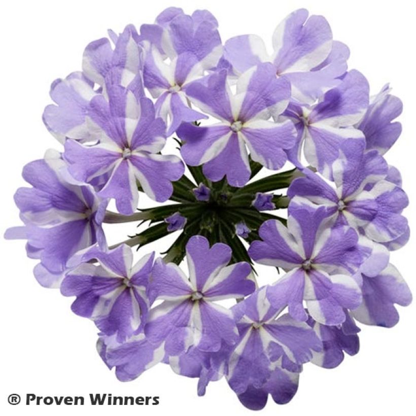 Verbena Virgo Lavender Star (Floração)