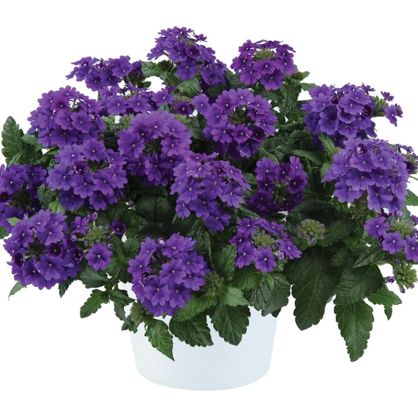 Verbena Virgo up Purple (Hábito)