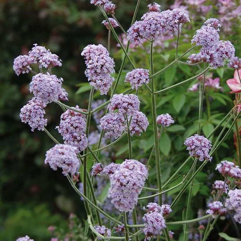 Verbena bonariensis Cloud (Floração)