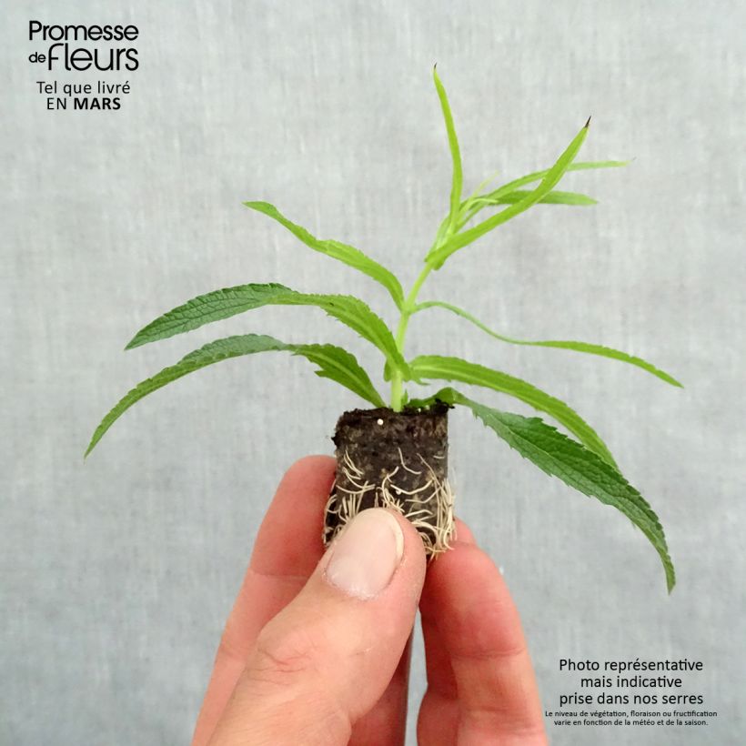 Amostra de Verbena bonariensis Cloud - Verveine de Buenos Aires Mini-motte Ø 1,5/2,5 cm tal como entregue na primavera