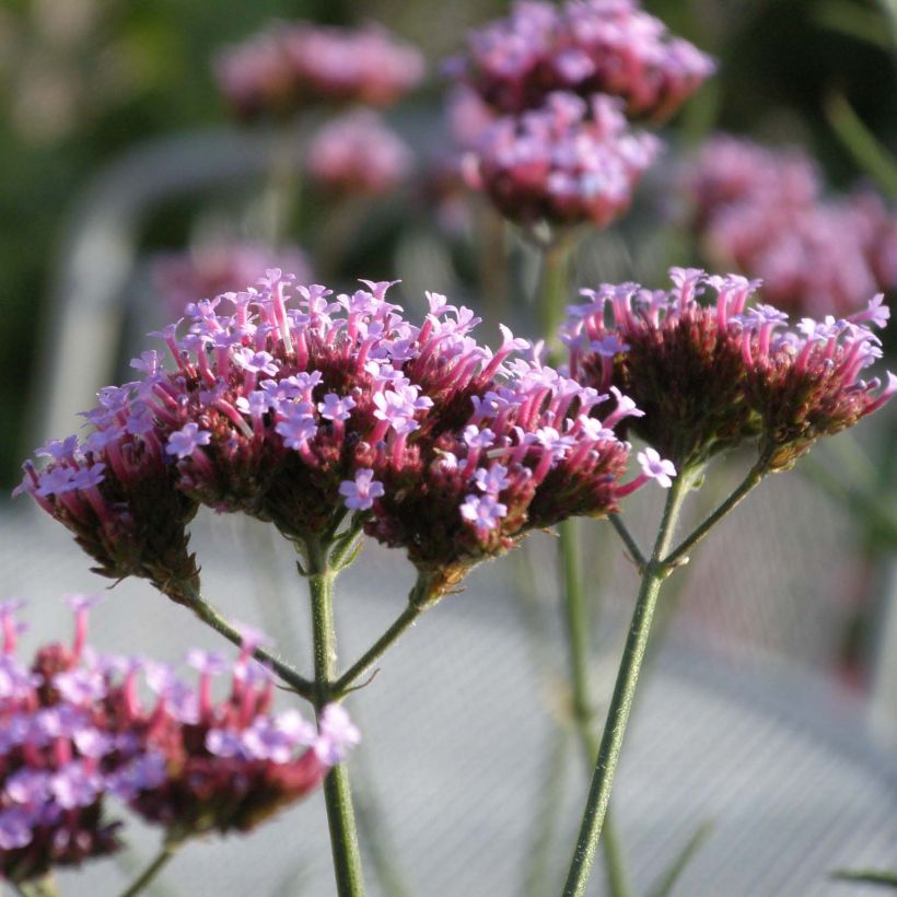 Verbena bonariensis Lollipop (Floração)