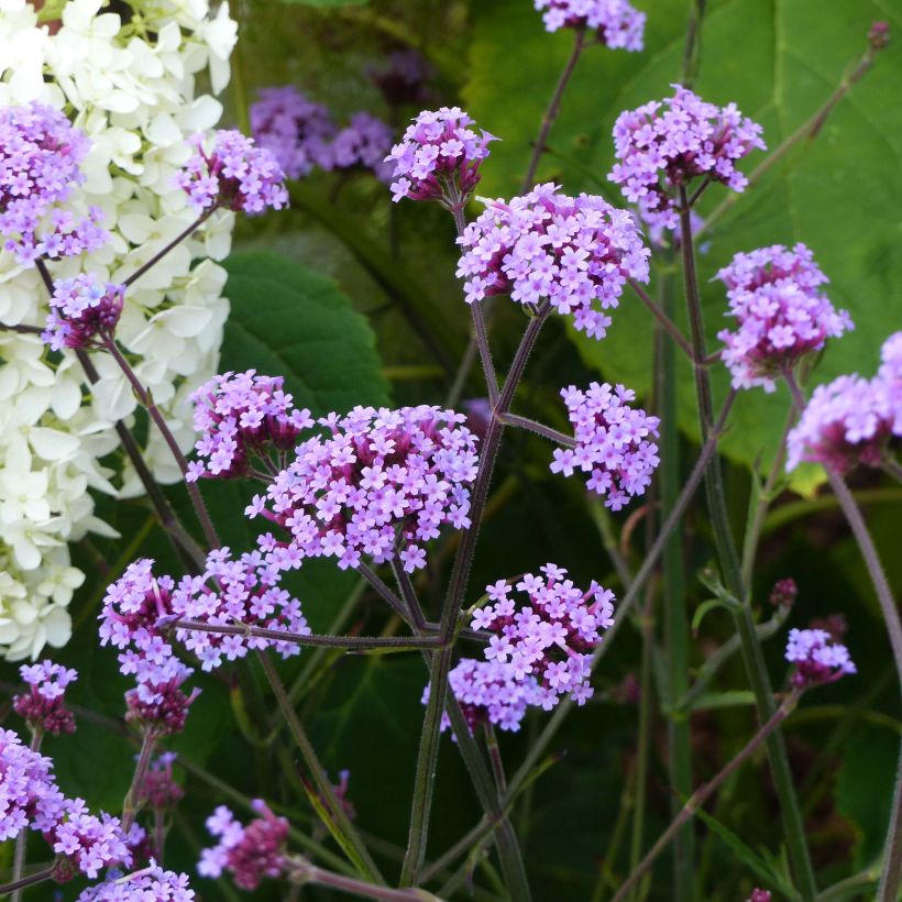 Verbena bonariensis Lollipop (Hábito)