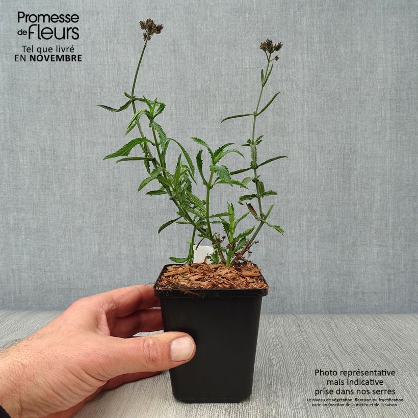 Amostra de Verbena bonariensis Lollipop Vaso de 8/9 cm tal como entregue no outono