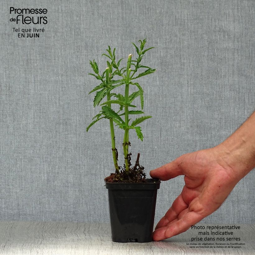Amostra de Verbena bonariensis Lollipop Vaso de 8/9 cm tal como entregue no verão