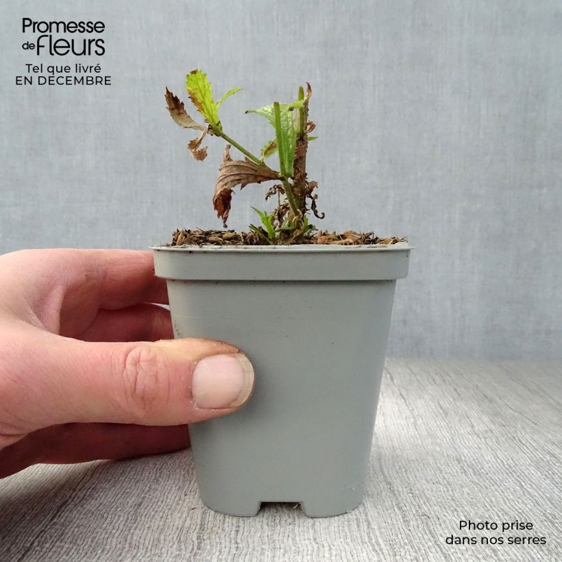 Amostra de Verbena bonariensis Lollipop - Verveine de Buenos Aires naine Vaso de 8/9 cm tal como entregue no inverno