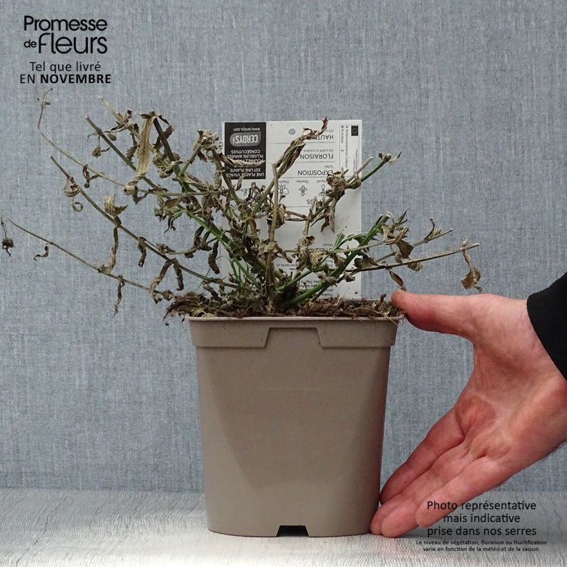 Amostra de Verbena bonariensis Lollipop Vaso de 2 L/3 L tal como entregue no outono