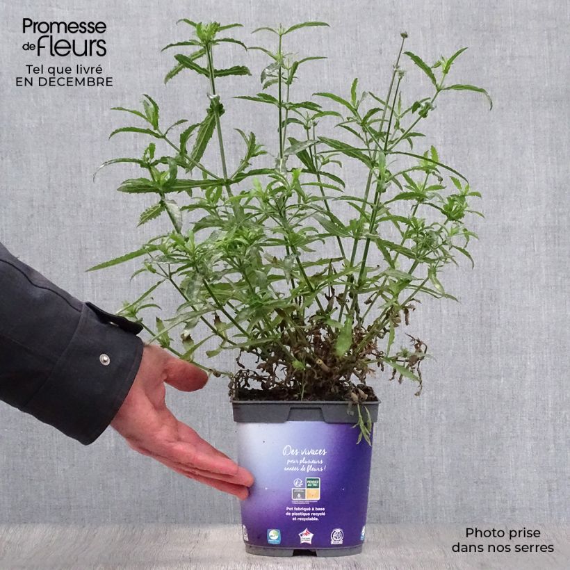 Amostra de Verbena bonariensis Lollipop - Verveine de Buenos Aires naine Vaso de 2 L/3 L tal como entregue no inverno