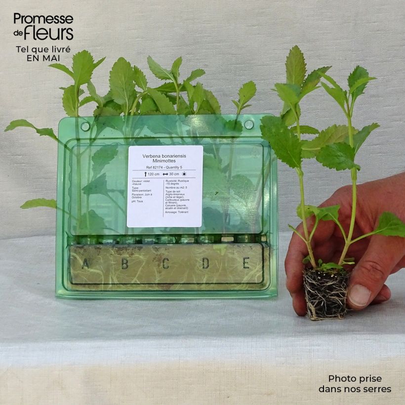 Amostra de Verbena bonariensis - Verbena de Buenos Aires Mini-torrão Ø 3/4 cm tal como entregue na primavera