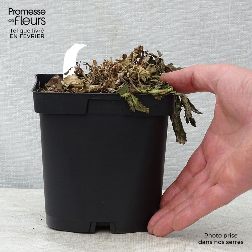 Amostra de Verbena bonariensis - Verbena de Buenos Aires Vaso de 2 L/3 L tal como entregue no inverno