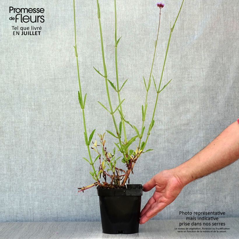 Amostra de Verbena bonariensis - Verbena de Buenos Aires Vaso de 2 L/3 L tal como entregue no verão
