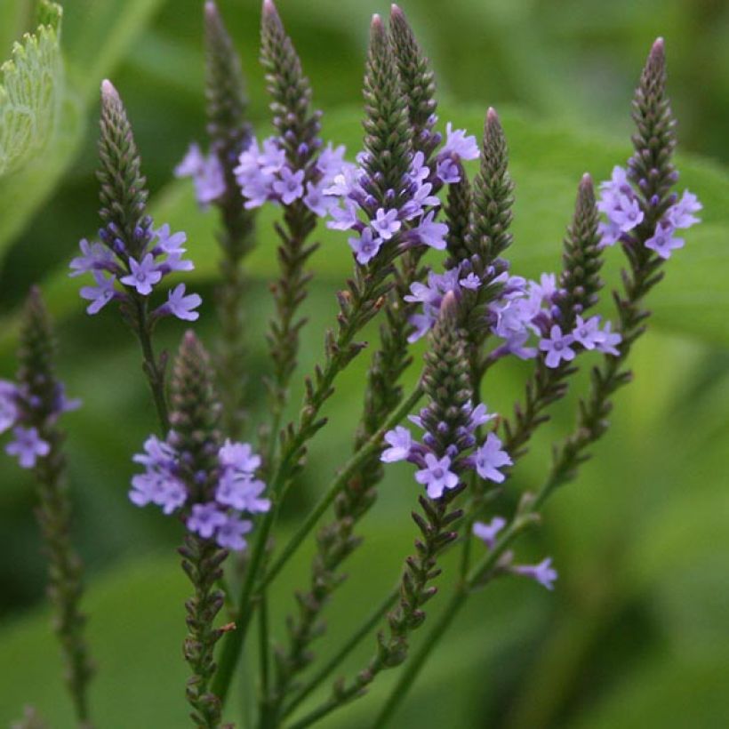 Verbena hastata (Floração)