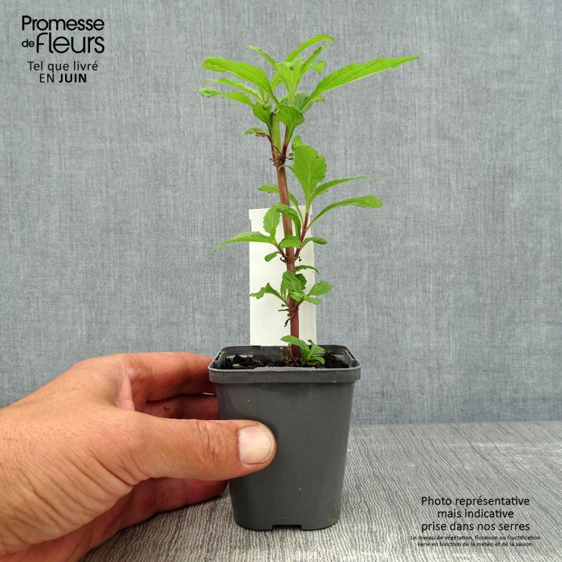 Amostra de Verbena hastata Blue Spires Vaso de 8/9 cm tal como entregue no verão