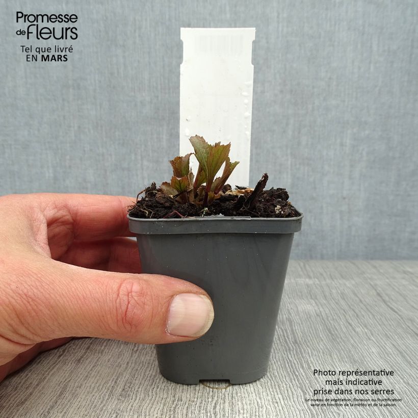 Amostra de Verbena hastata Blue Spires Vaso de 8/9 cm tal como entregue na primavera