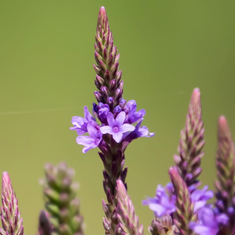 Verbena hastata Blue Spires (Floração)