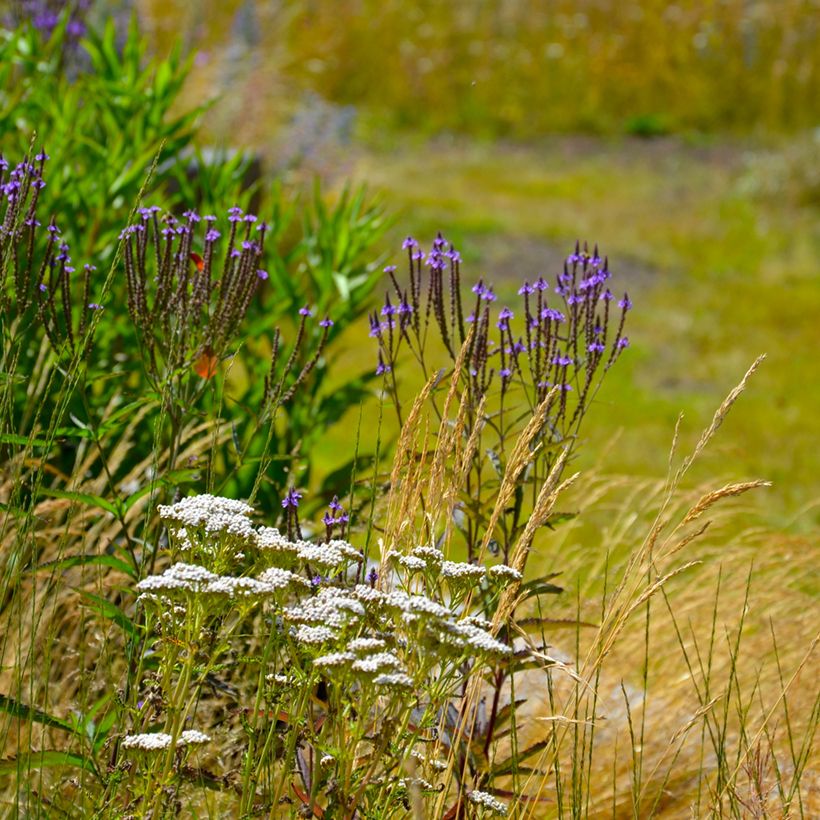 Verbena hastata Blue Spires (Hábito)