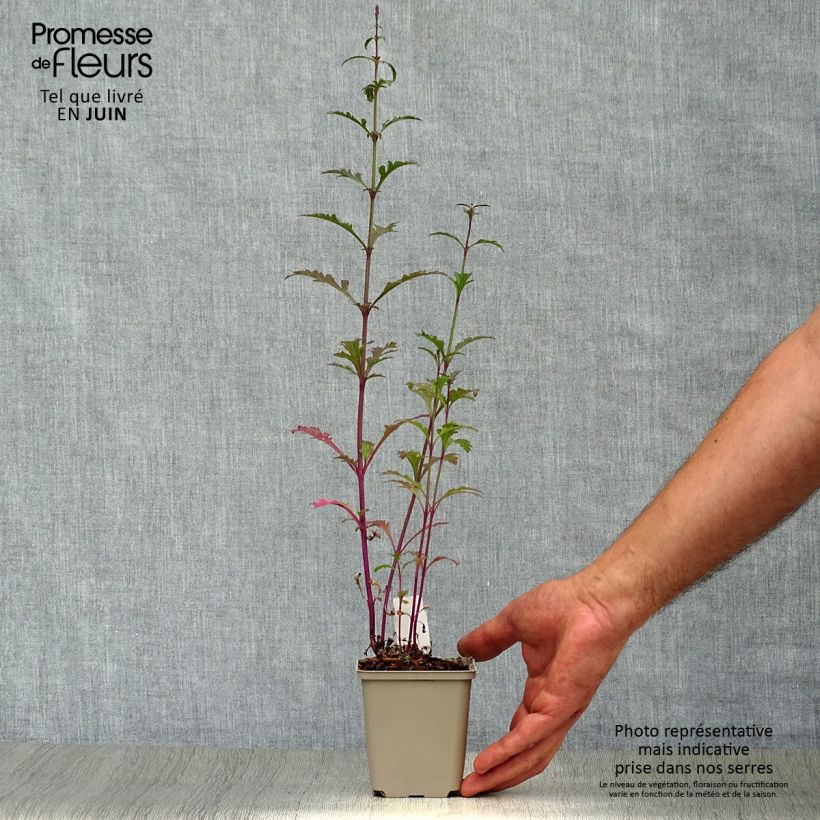 Amostra de Verbena officinalis Bampton Vaso de 8/9 cm tal como entregue no verão