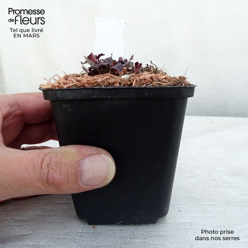 Amostra de Verbena officinalis Bampton Vaso de 8/9 cm tal como entregue na primavera