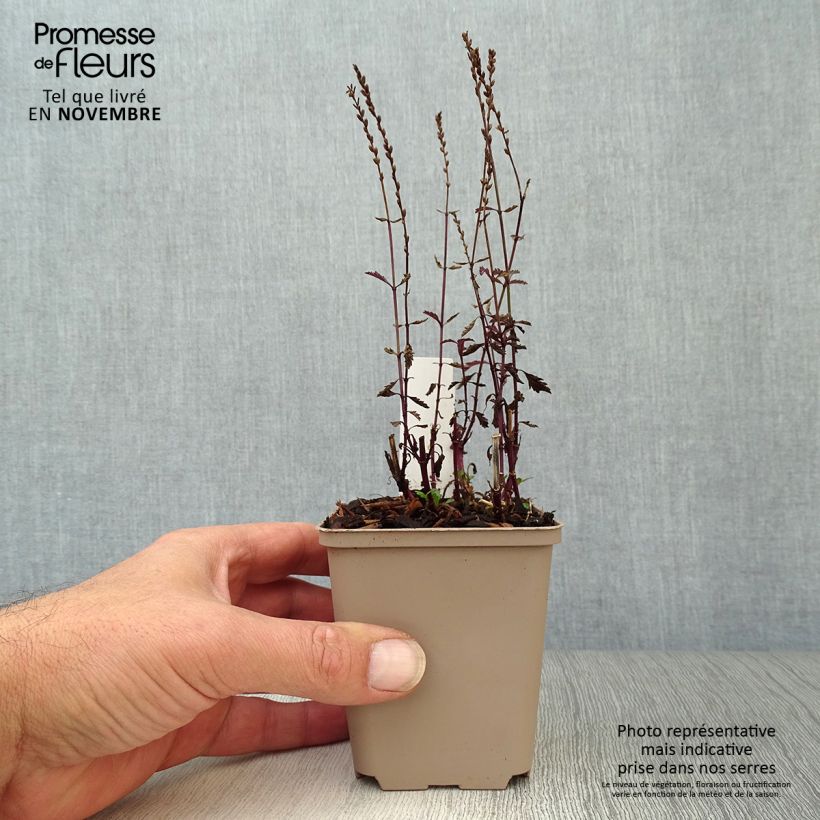 Amostra de Verbena officinalis Bampton Vaso de 8/9 cm tal como entregue no outono