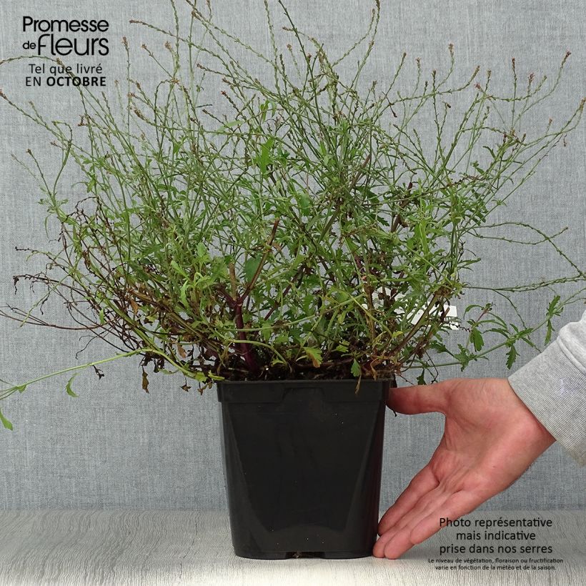 Amostra de Verbena officinalis Bampton Vaso de 2 L/3 L tal como entregue no outono