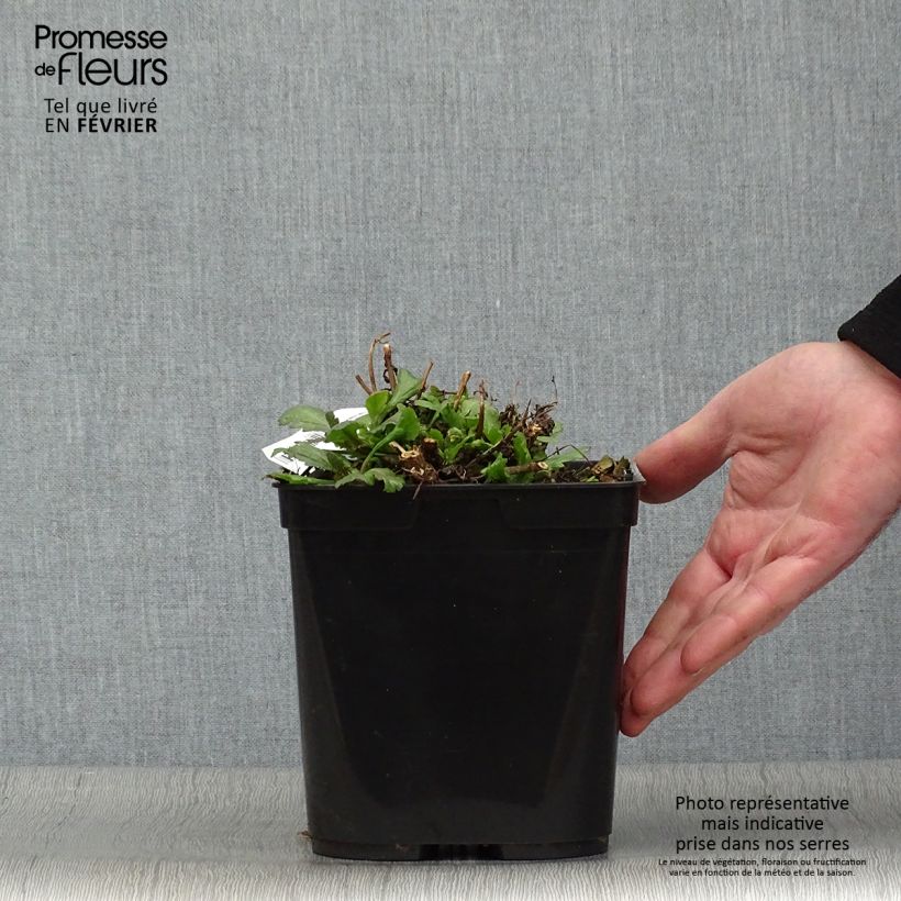 Amostra de Verbena officinalis Bampton - Verveine officinale Pot de 2L/3L tal como entregue no inverno