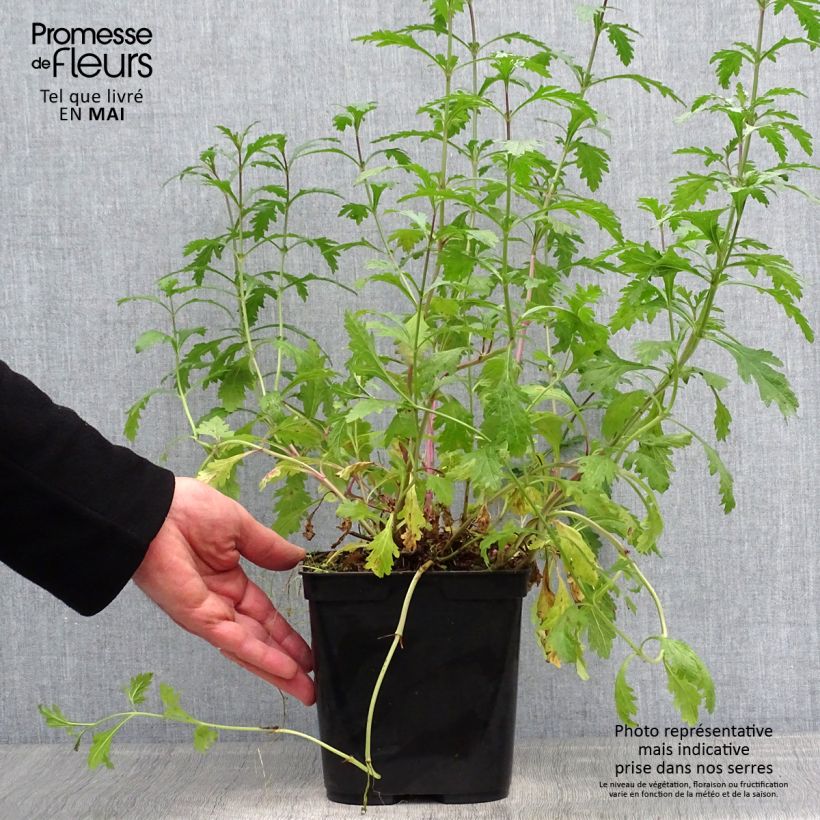 Amostra de Verbena officinalis Bampton Vaso de 2 L/3 L tal como entregue na primavera