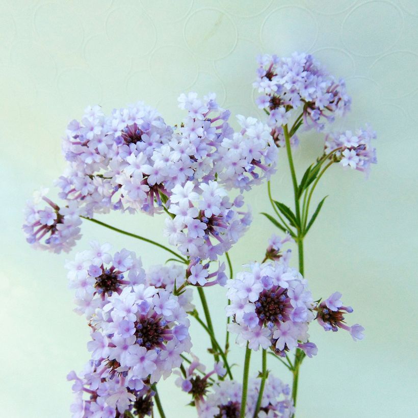 Verbena rigida Polaris (Floração)
