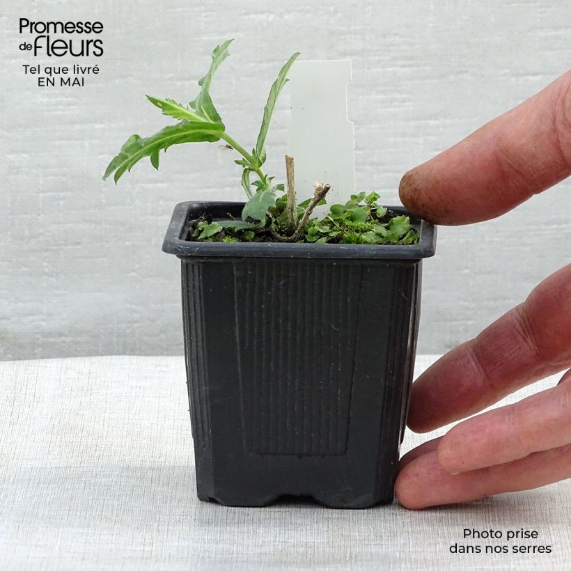 Amostra de Verbena rigida Polaris Vaso de 8/9 cm tal como entregue na primavera