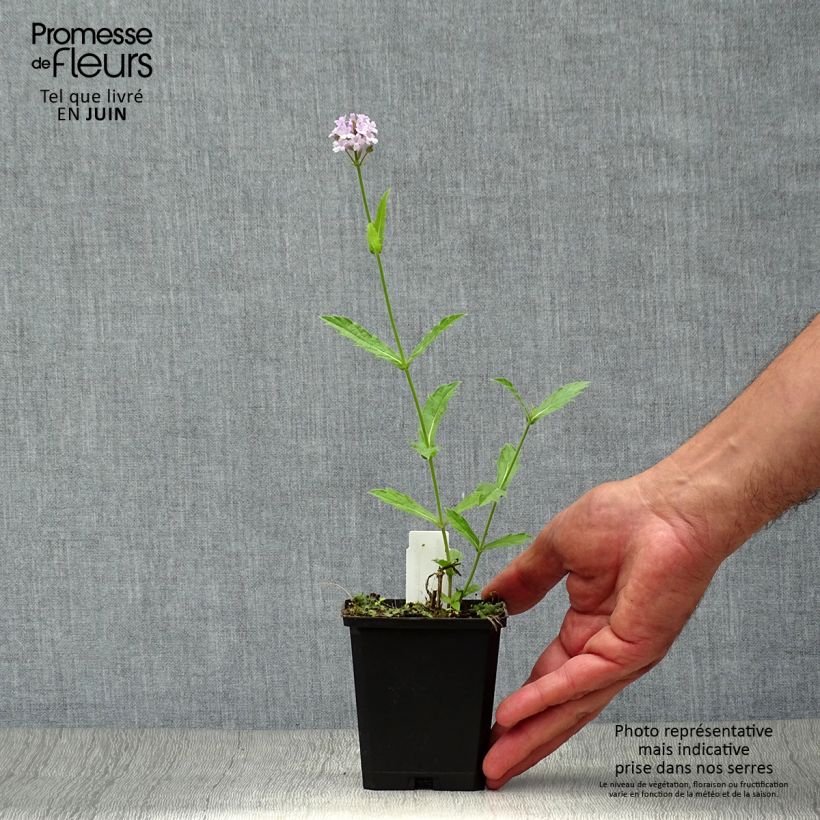 Amostra de Verbena rigida Polaris Vaso de 8/9 cm tal como entregue no verão