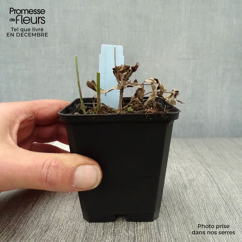 Amostra de Verbena rigida Polaris, Verveine Vaso de 8/9 cm tal como entregue no inverno